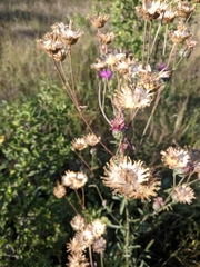 Centaurea scabiosa apiculata