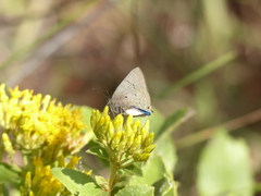 Parrhasius polibetes