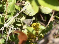 Parrhasius polibetes