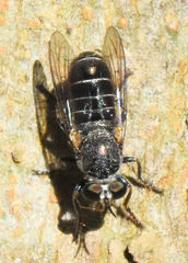 Atomosia melanopogon