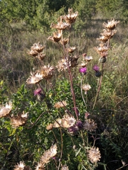Centaurea scabiosa apiculata
