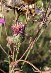 Centaurea scabiosa apiculata