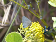 Parrhasius polibetes