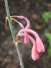Polianthes zapopanensis