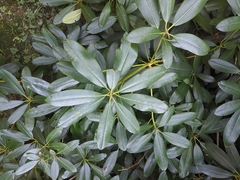 Rhododendron macrophyllum