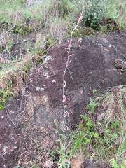 Polianthes zapopanensis