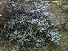 Rhododendron macrophyllum