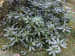 Rhododendron macrophyllum