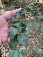 Carissa bispinosa zambesiensis
