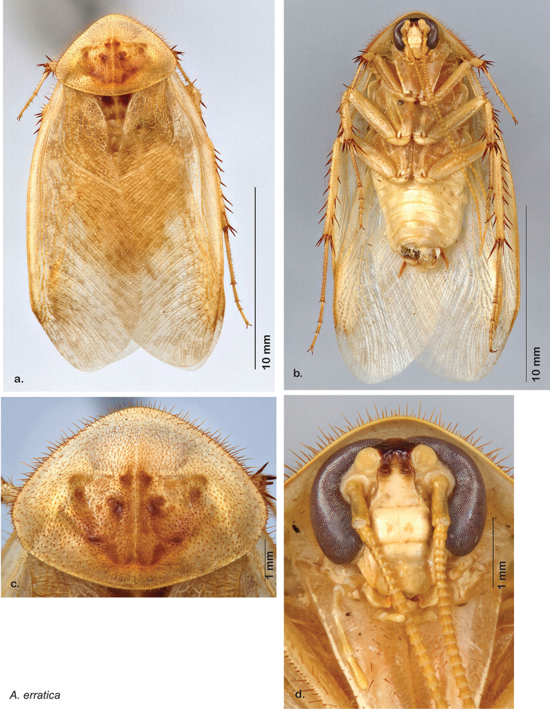 erratic sand cockroach