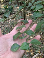 Carissa bispinosa zambesiensis