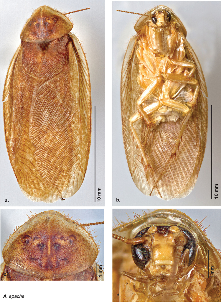 Apache sand cockroach