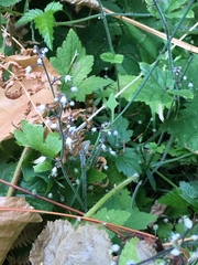Tiarella trifoliata trifoliata