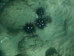 Astropyga pulvinata