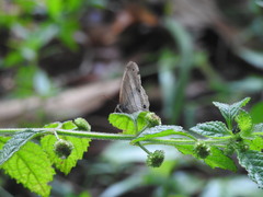 Euptychoides laccine