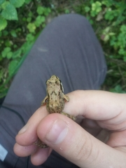 Rana temporaria