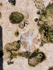 Patella ulyssiponensis