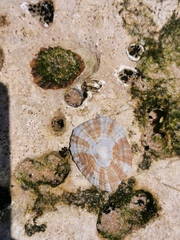 Patella ulyssiponensis