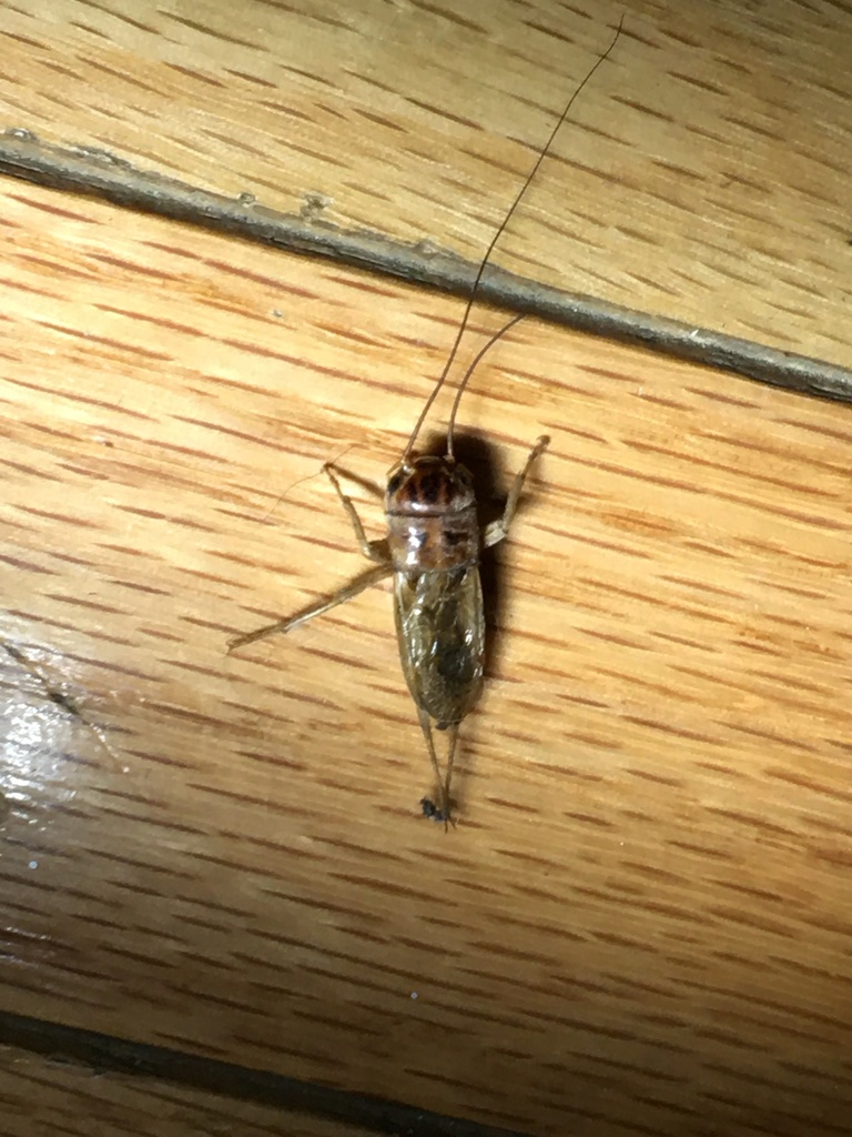 variable field cricket