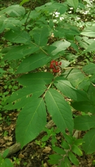 Sambucus racemosa racemosa