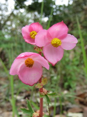 Begonia angustiloba