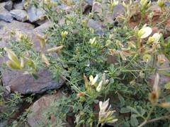 Medicago glomerata
