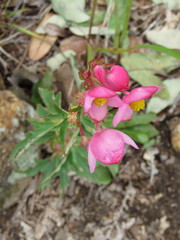Begonia angustiloba