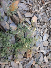 Medicago glomerata