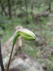 Prochnyanthes mexicana