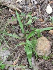 Prochnyanthes mexicana