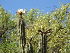 Trichocereus tacaquirensis