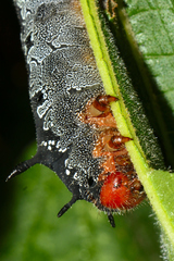 Arsenura polyodonta