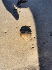 Calappa granulata