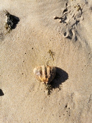 Calappa granulata