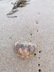 Calappa granulata