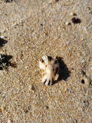 Patella ulyssiponensis