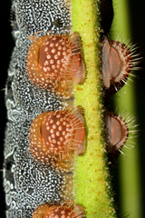 Arsenura polyodonta