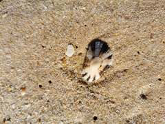 Patella ulyssiponensis