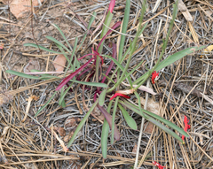 Penstemon labrosus