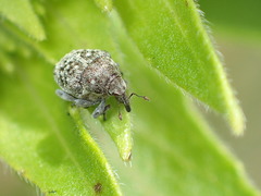 Acanthoscelidius acephalus