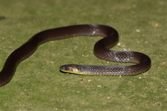 Atractus