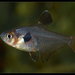 Red Phantom Tetra - Photo (c) Blair Chen, some rights reserved (CC BY-NC-SA)