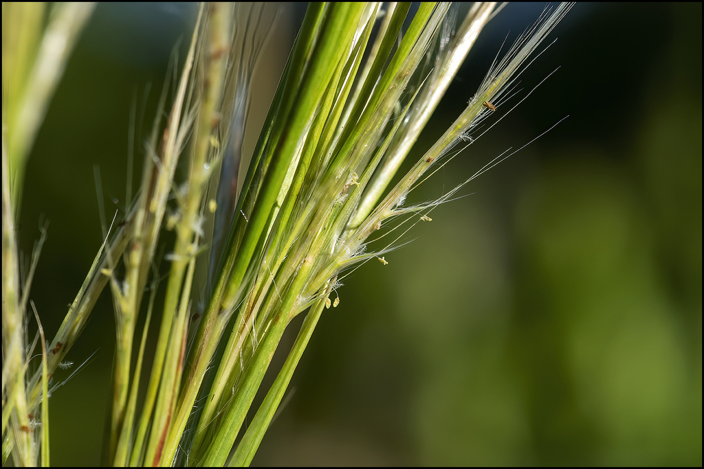 Maritime Bushy Bluestem