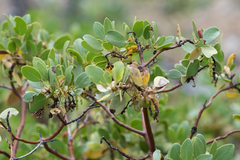 Arctostaphylos parryana