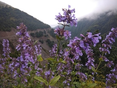 Nepeta grandiflora