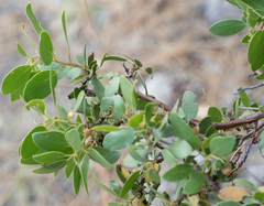 Arctostaphylos parryana