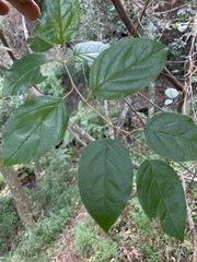 Itea rhamnoides