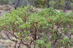 Arctostaphylos parryana