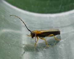Oberea tripunctata