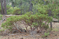 Arctostaphylos parryana